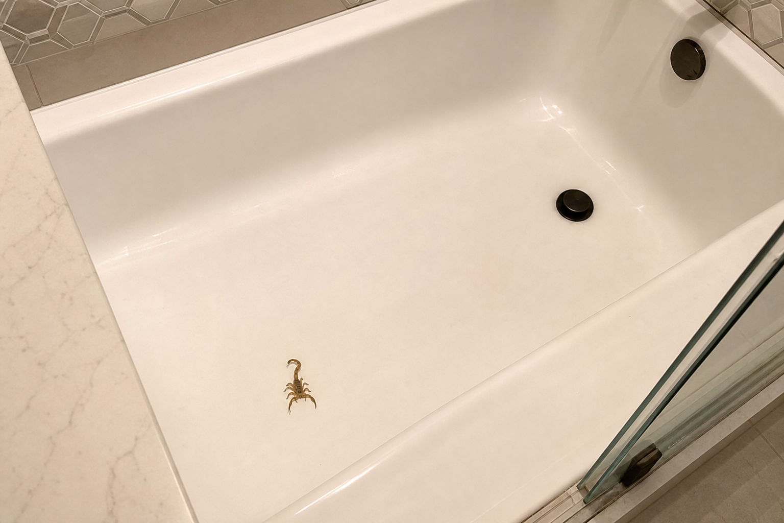 Bark scorpion trapped at the bottom of a white bathtub in a Scottsdale home bathroom